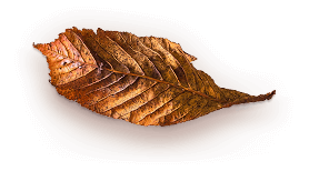 brown leaf 